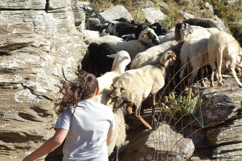 A girl gathering sheep.